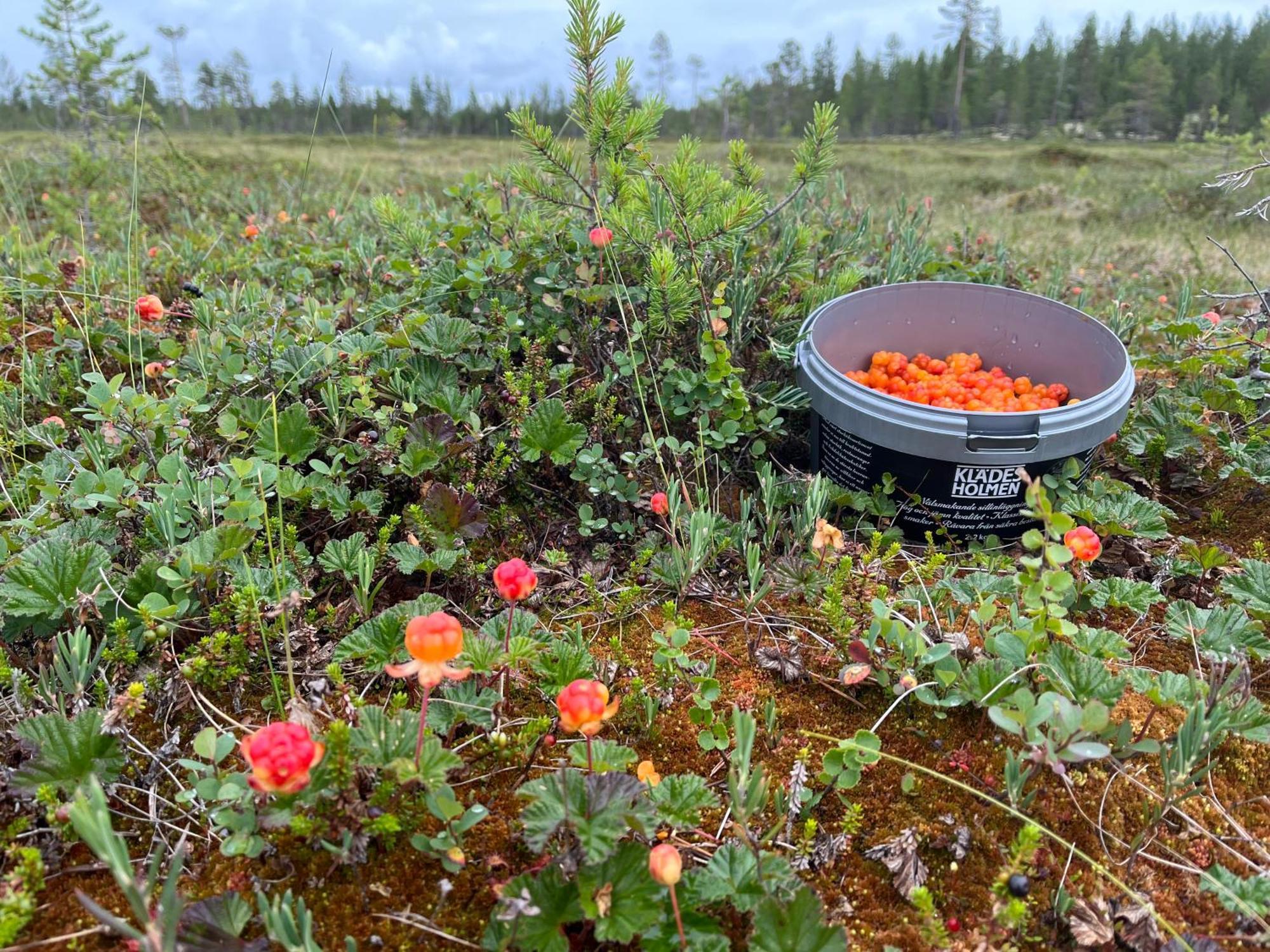 Knappgarden Särna Zewnętrze zdjęcie