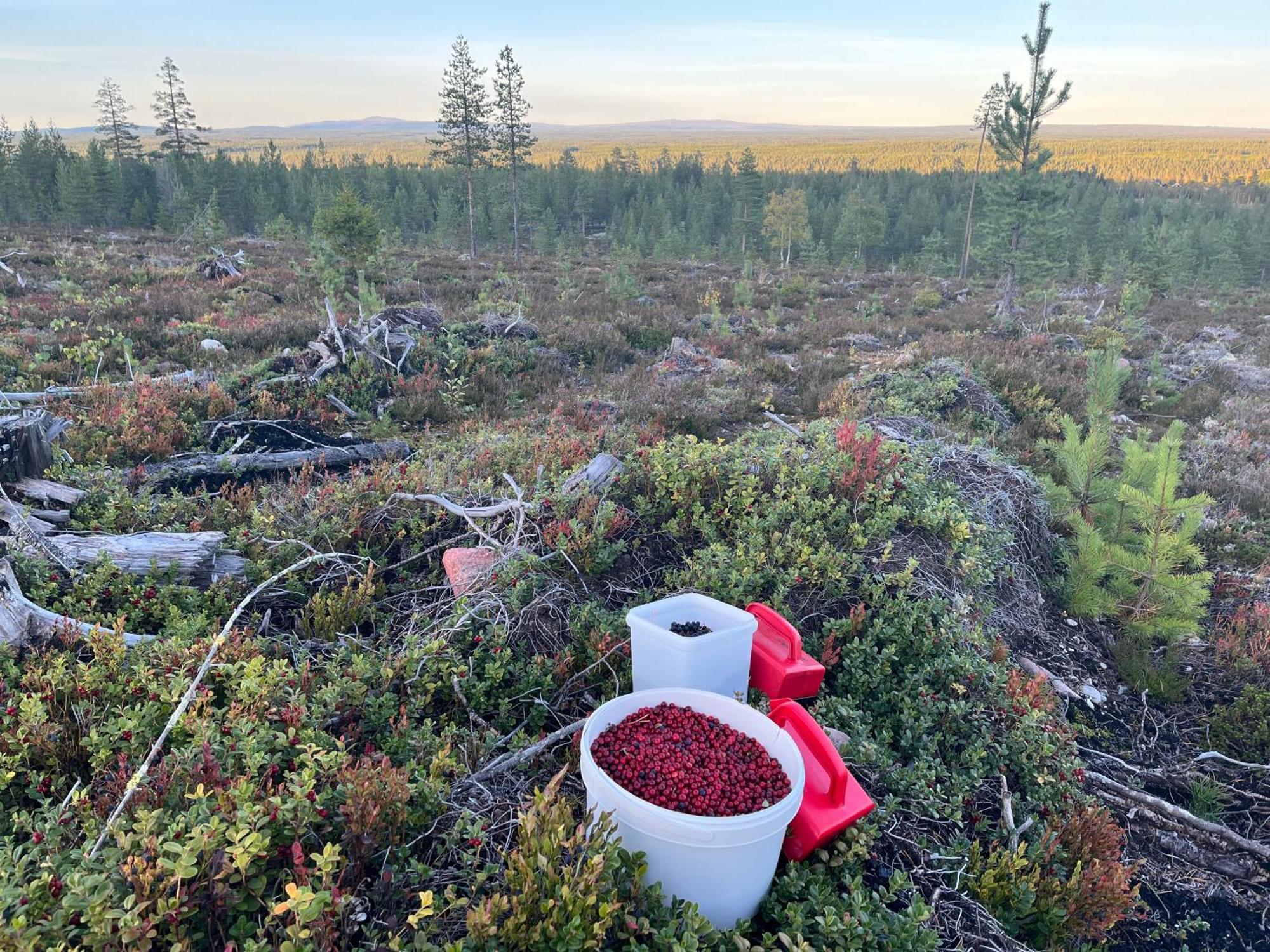Knappgarden Särna Zewnętrze zdjęcie