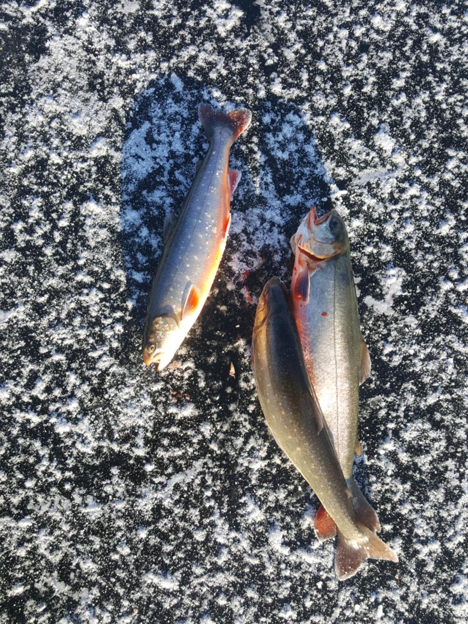 Knappgarden Särna Zewnętrze zdjęcie